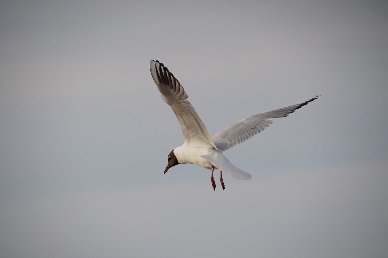 the seagull sea bird flies free photo