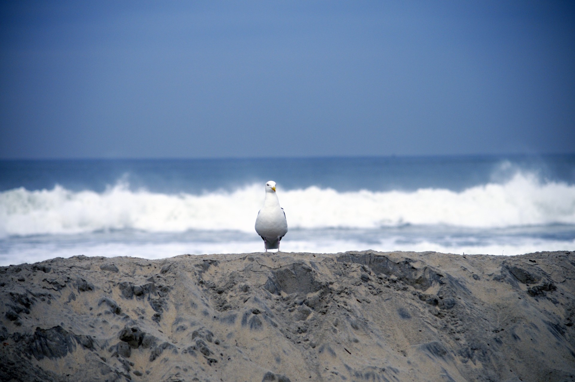 seagull sea gull sea free photo