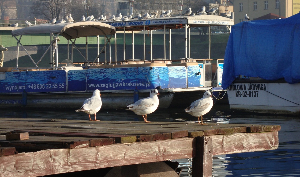 the seagulls water birds animal free photo