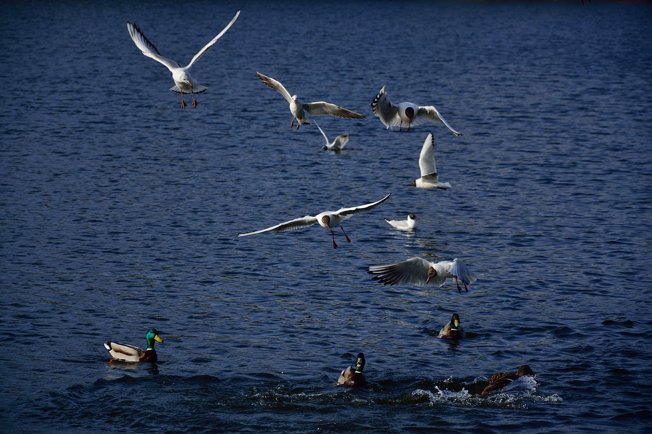 the seagulls ducks birds free photo