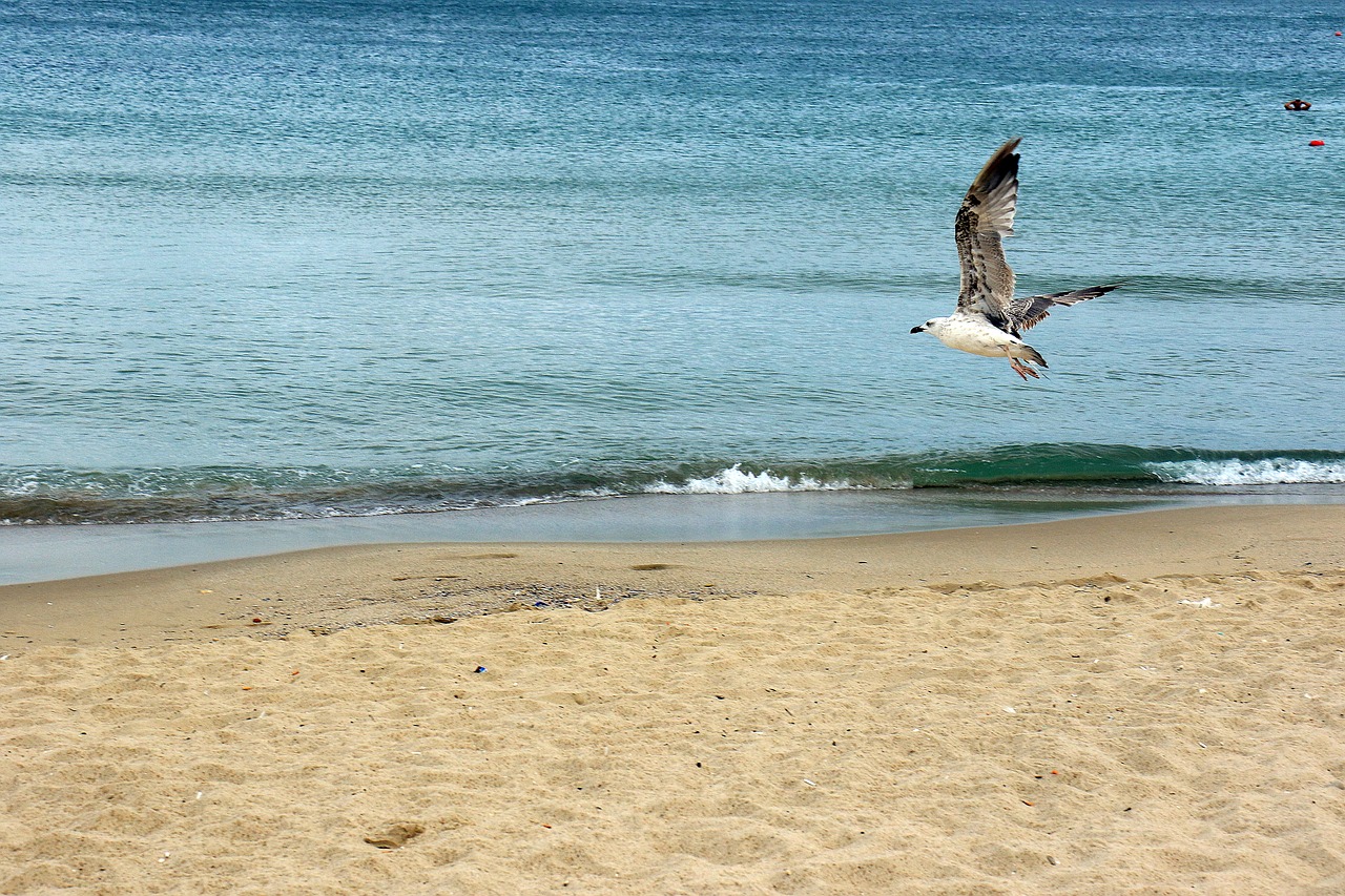 the seagulls sea beach free photo