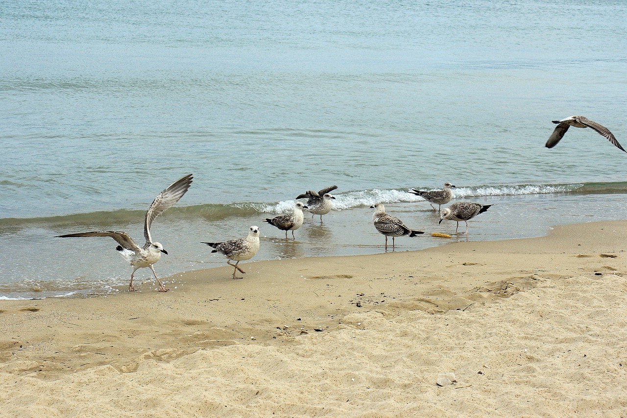 the seagulls beach sea free photo