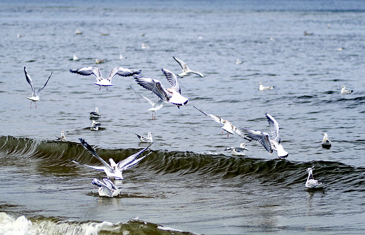 the seagulls seagull śmieszka herd free photo