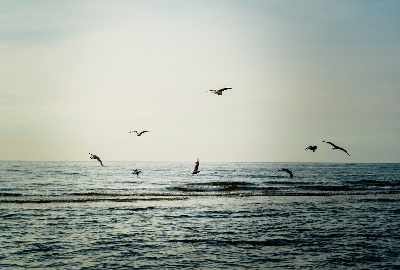 the seagulls  birds  beach free photo