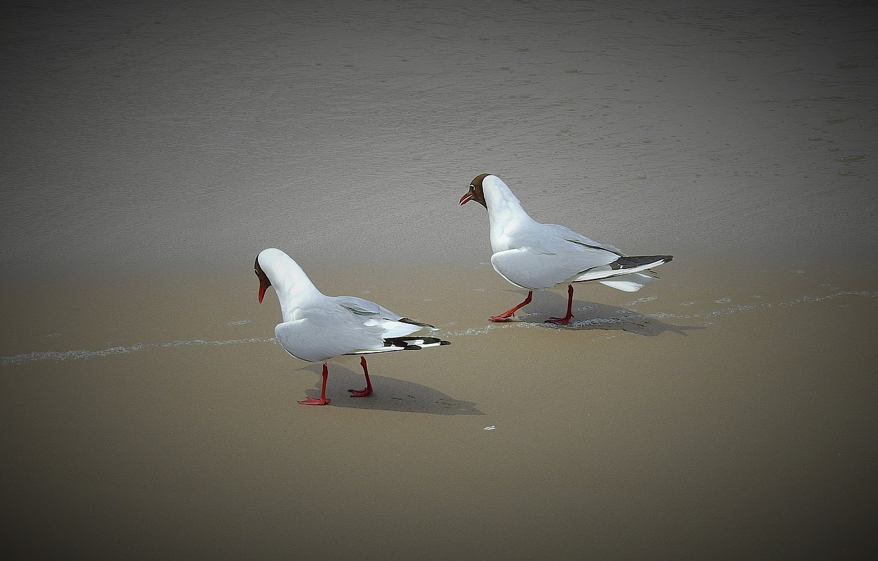 the seagulls  walk on the beach  birds free photo