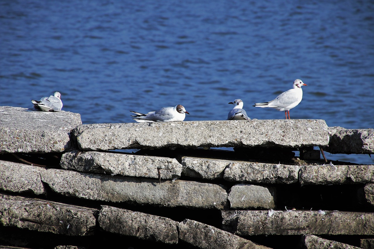 the seagulls  water  masonry free photo