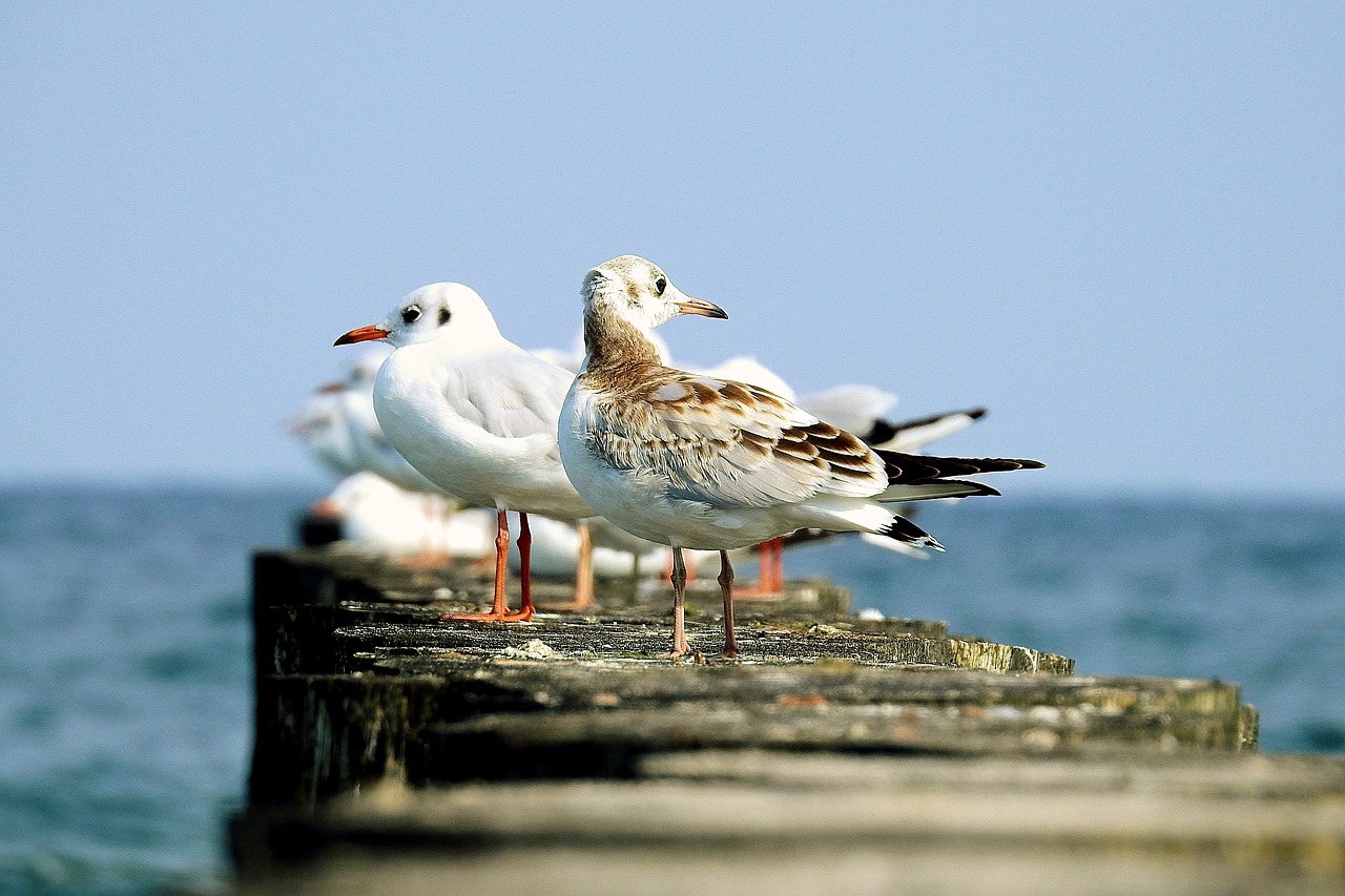 the seagulls  the baltic sea  summer free photo