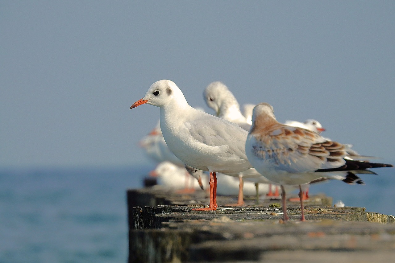 the seagulls  the baltic sea  the coast free photo