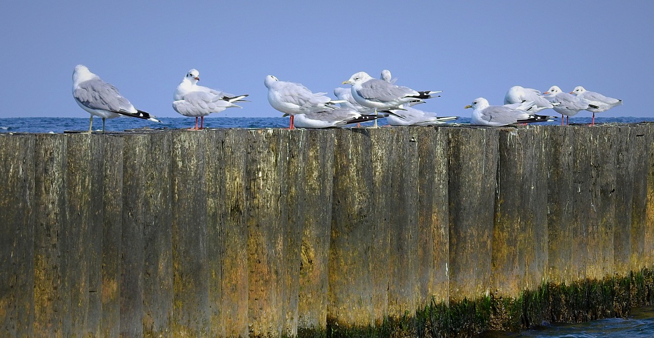 the seagulls  breakwater  sea free photo