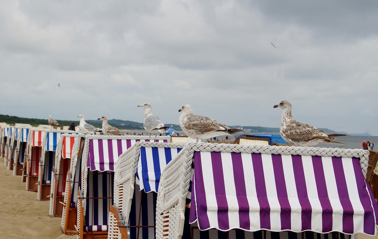 the seagulls sea bird the baltic sea free photo