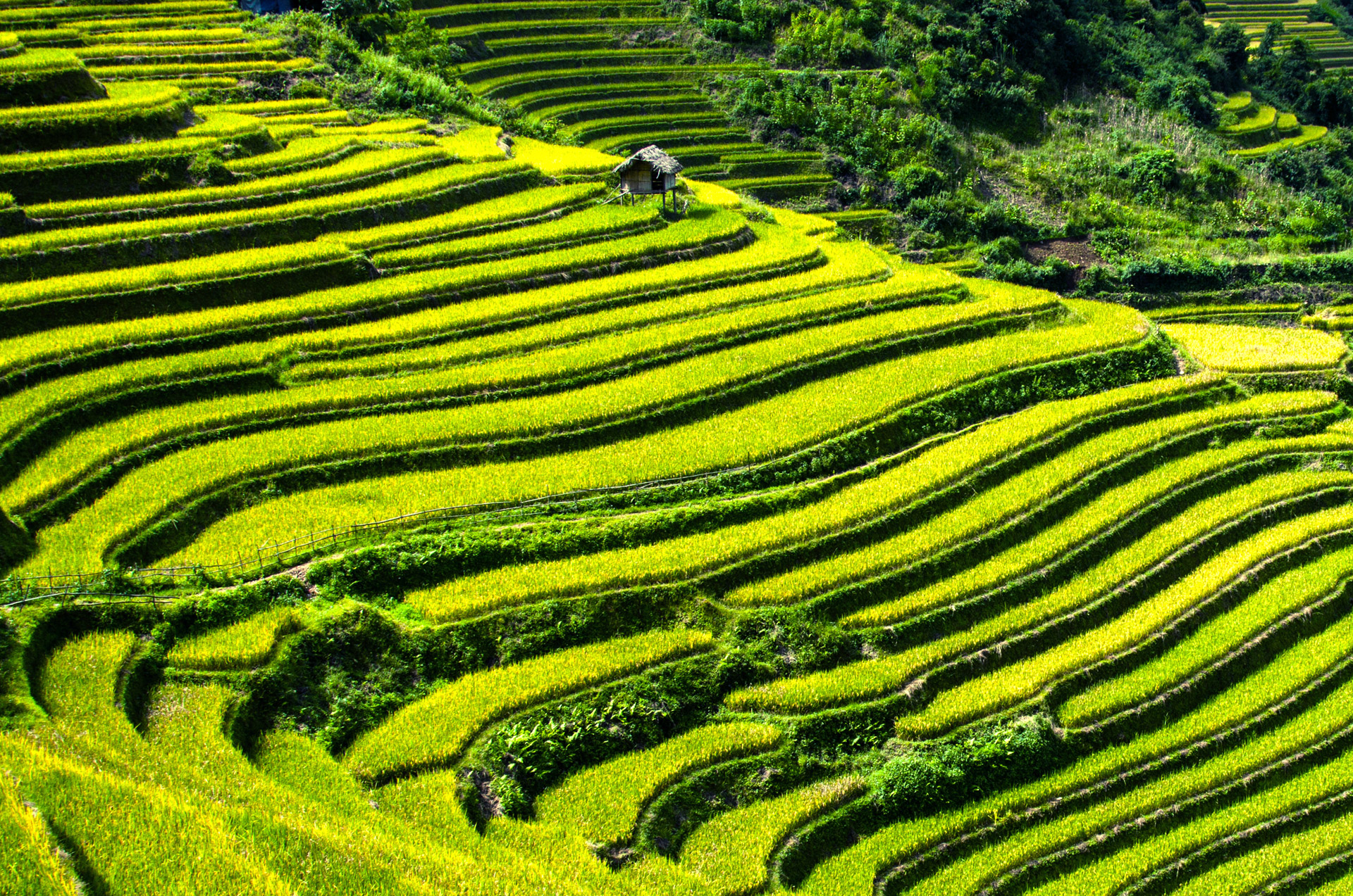 terraced fields mu cang chai yen bai free photo