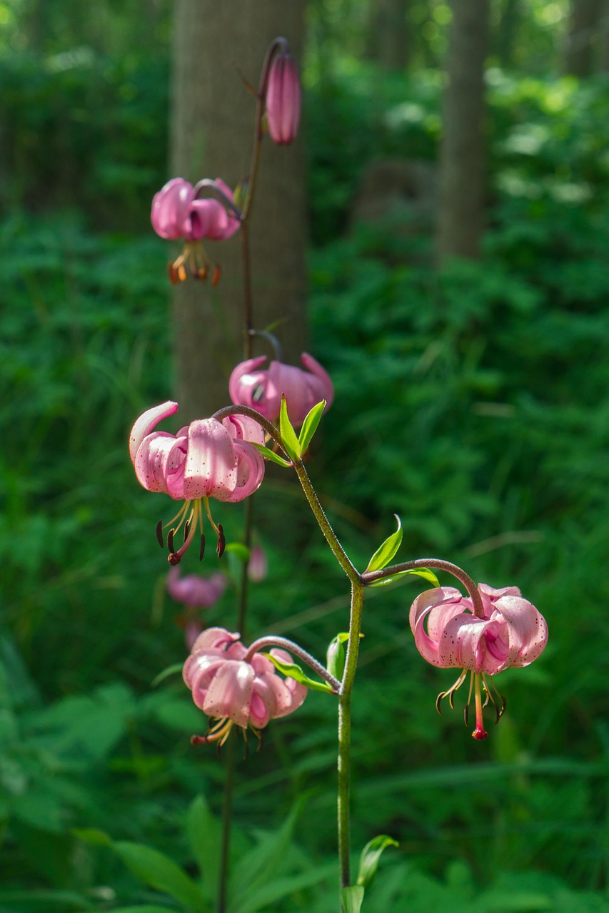 the shadow of the lily  flower  plant free photo