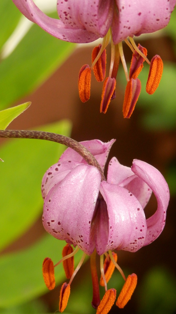 the shadow of the lily martagon lily pink flowers free photo
