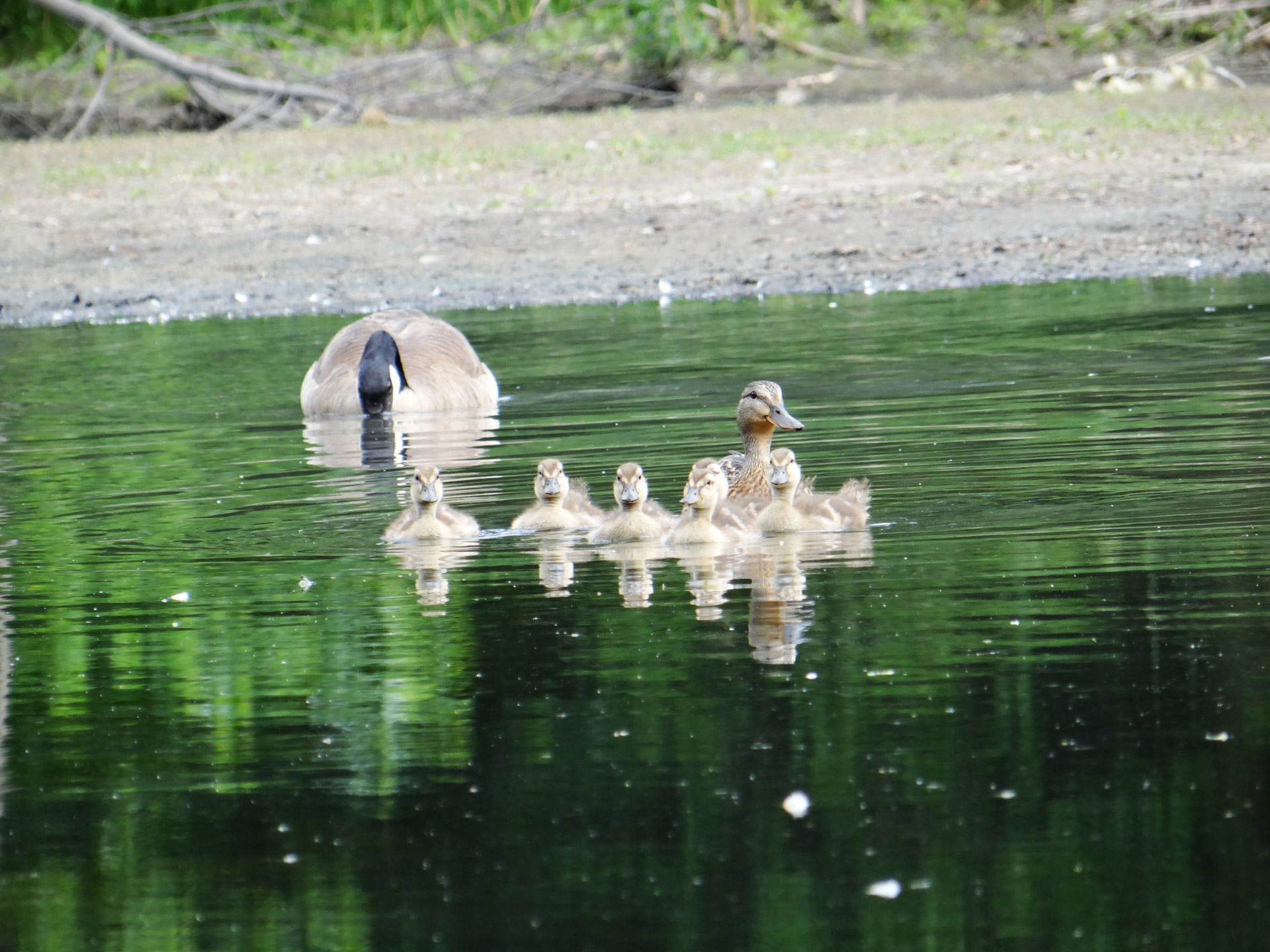 goose lurking background free photo