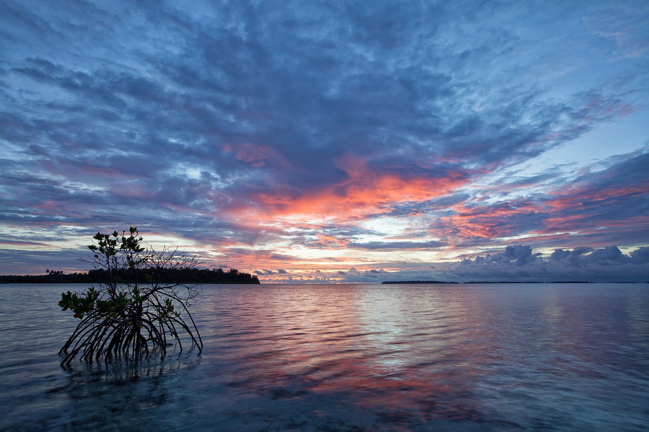 the shallow sea before sunrise mangrove free photo