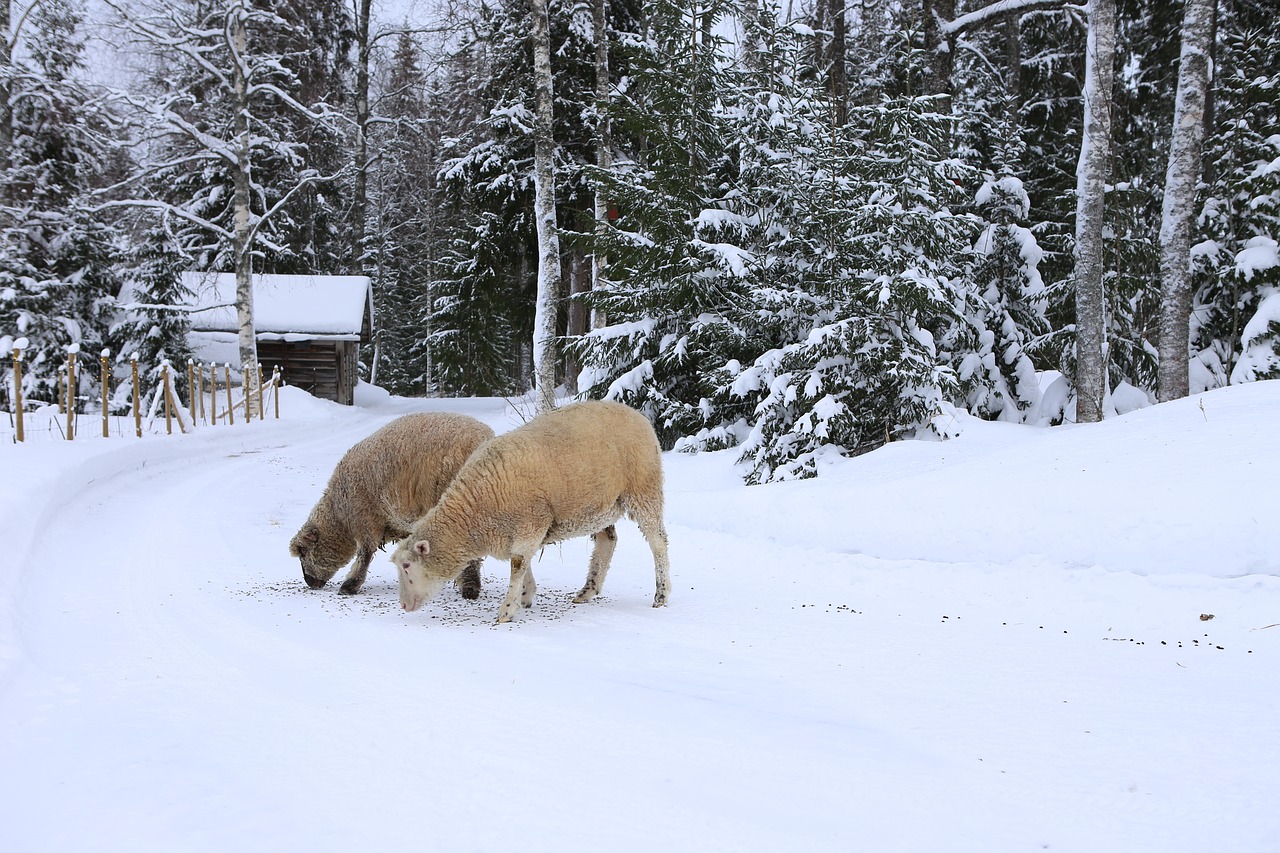 the sheep  winter  snow free photo