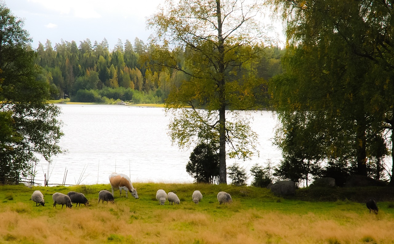 the sheep the cow countryside free photo