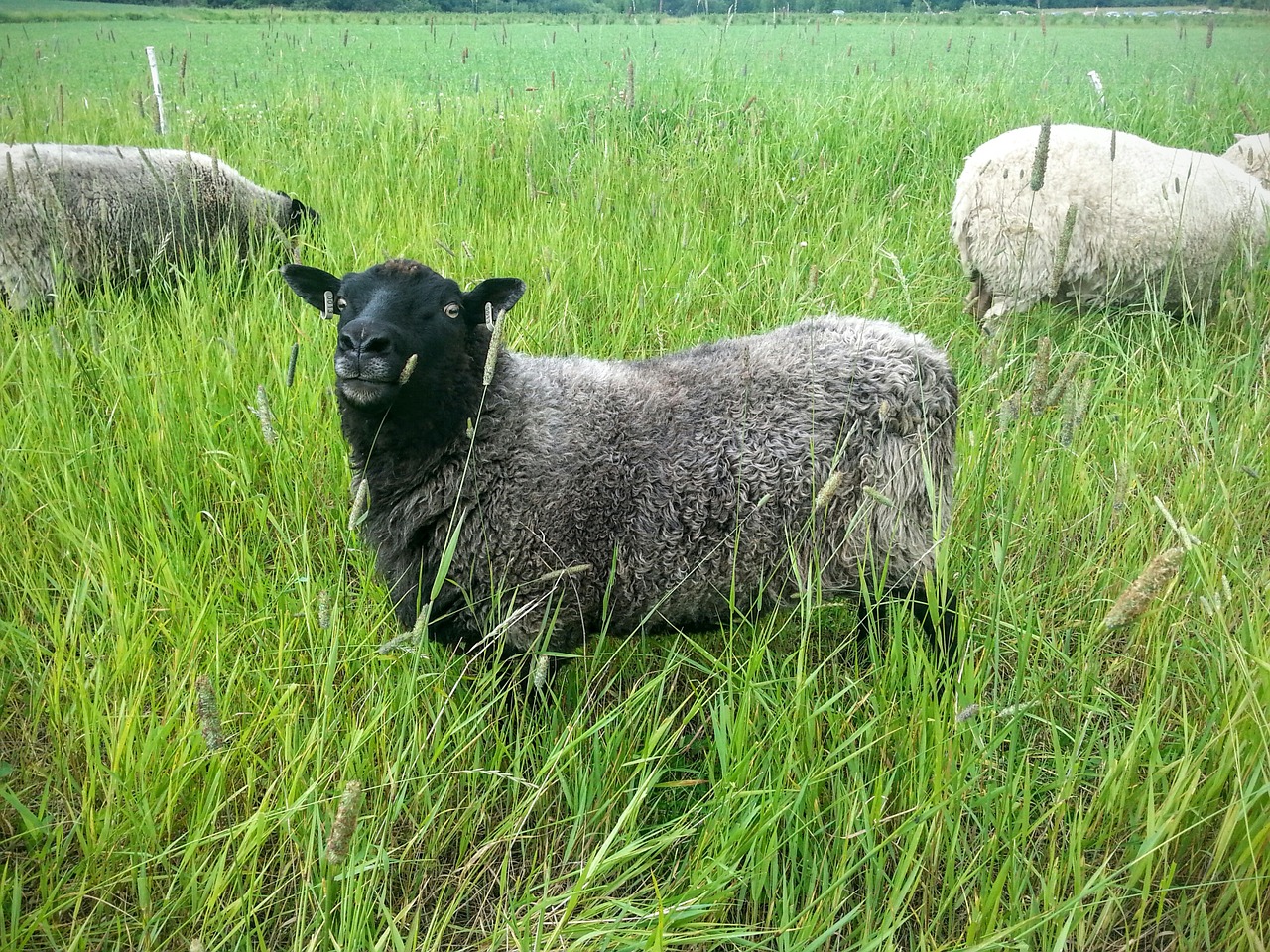 the sheep black meadow free photo