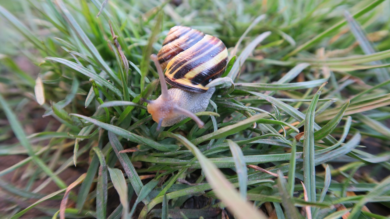 the sight of a snail  spring  garden free photo