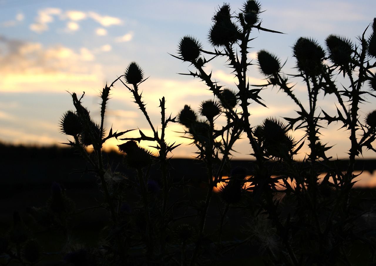 the silhouette  plant  at the court of free photo