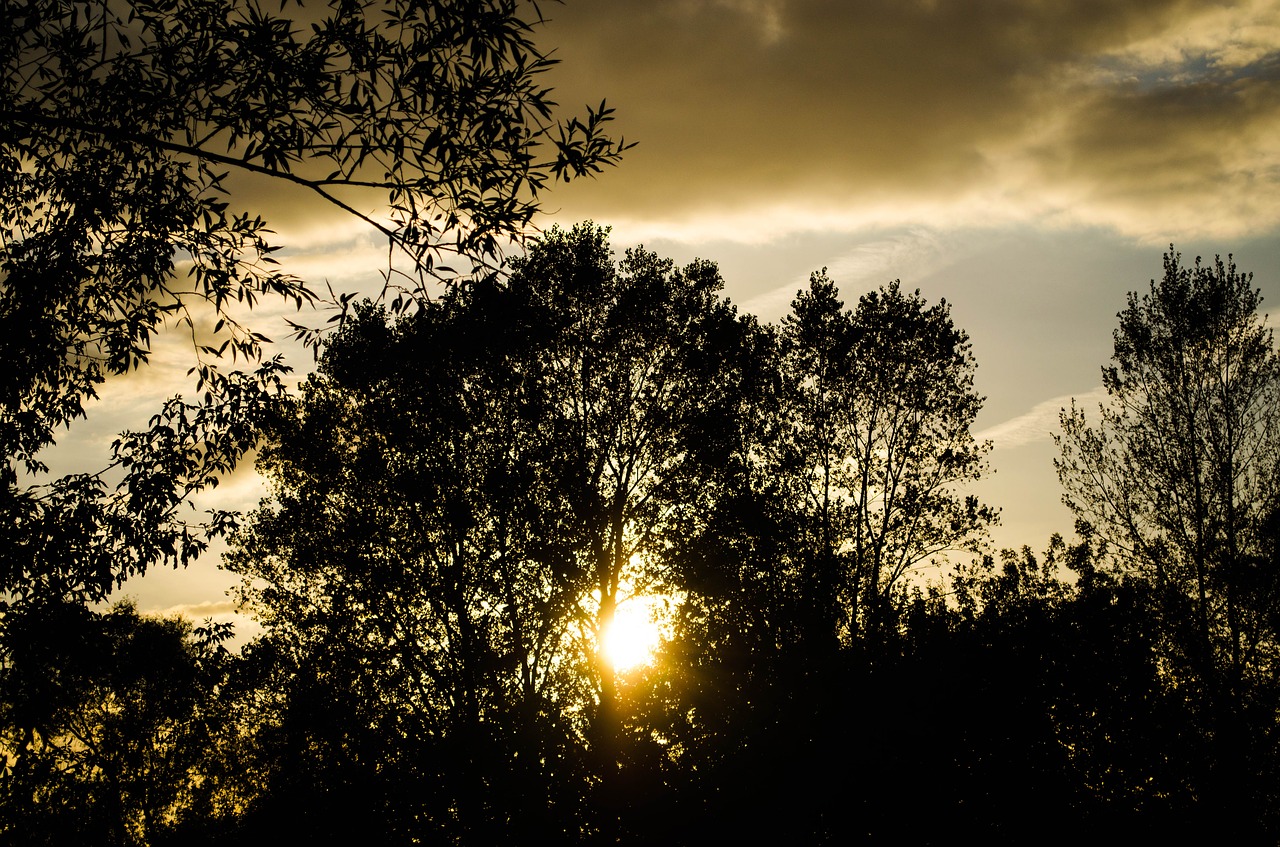 the silhouette  sunset  in the evening free photo