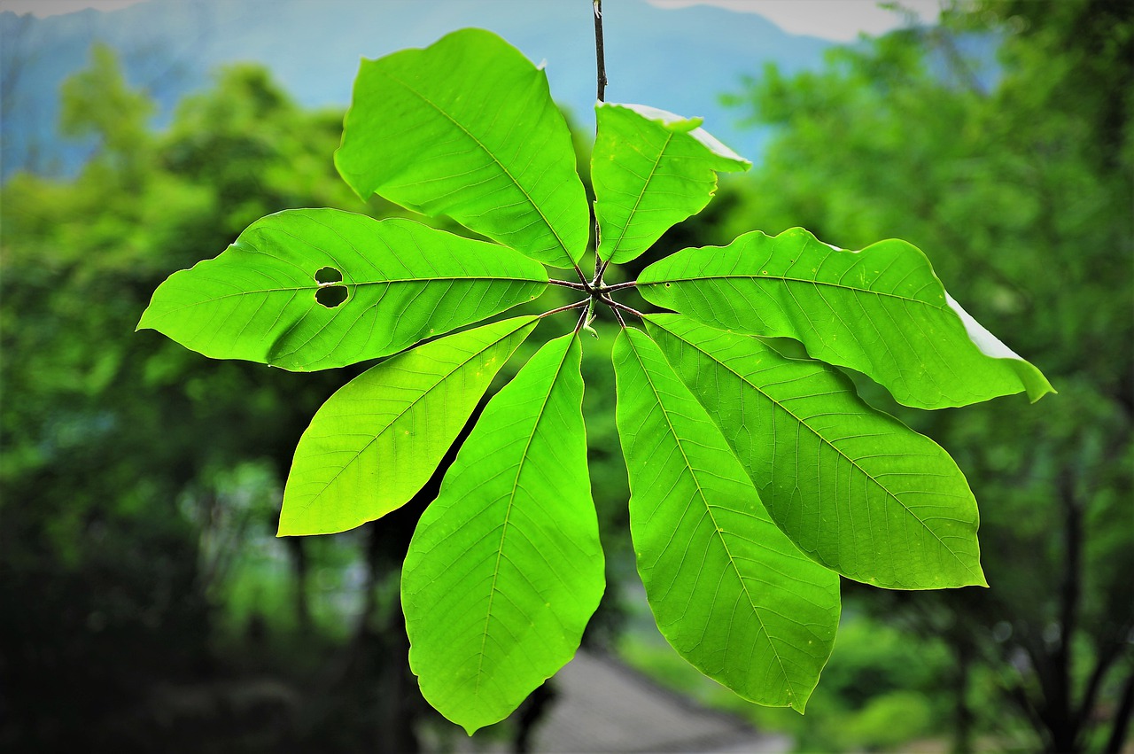 the silver magnolia  green  magnolia tree free photo