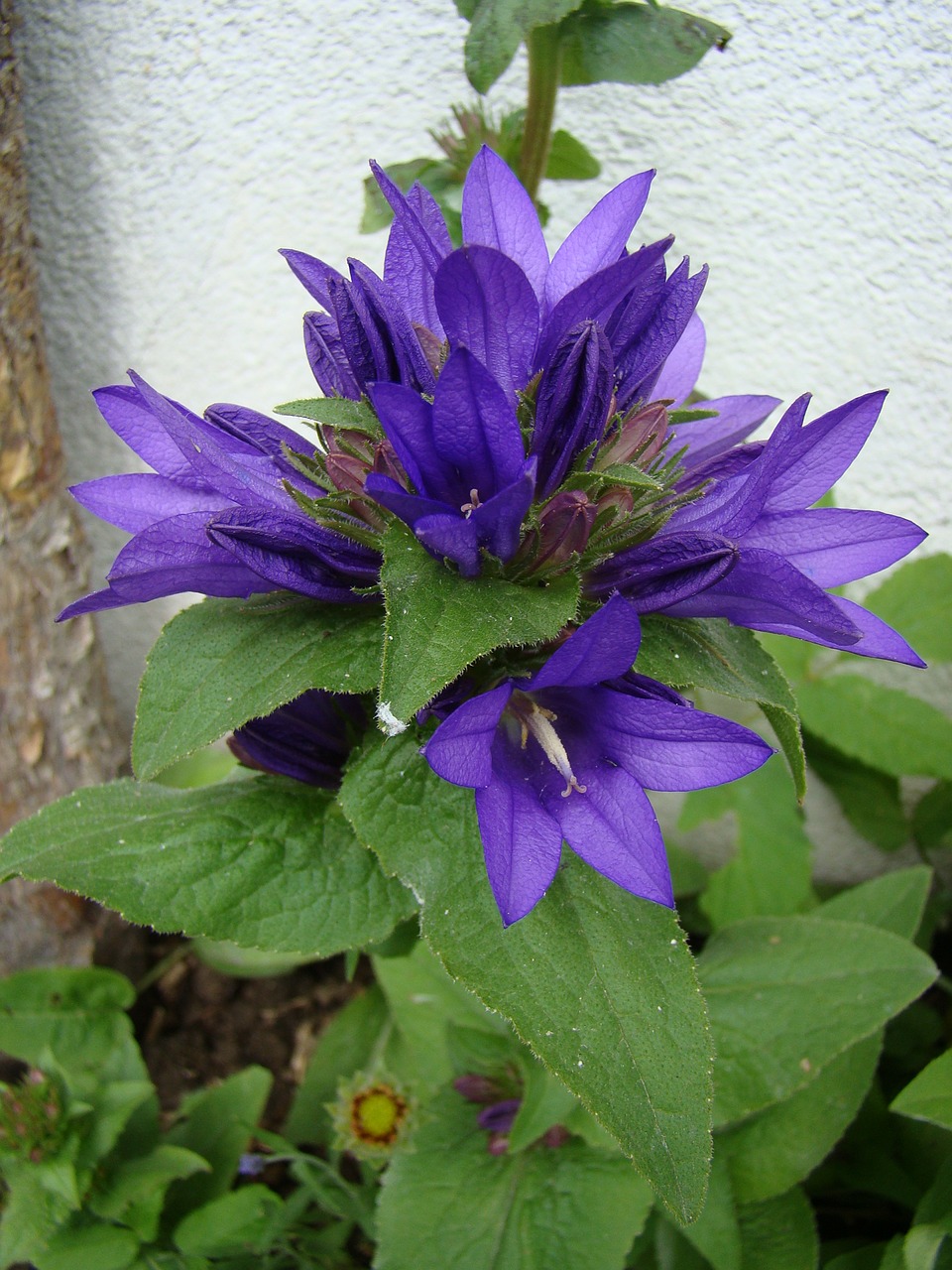 the skein-bell flower bellflower flower free photo