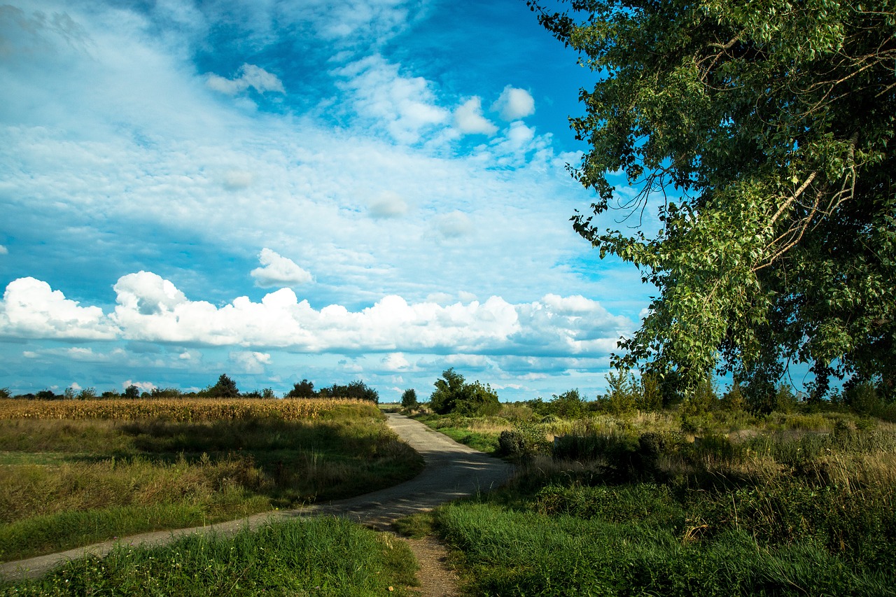 the sky field summer free photo