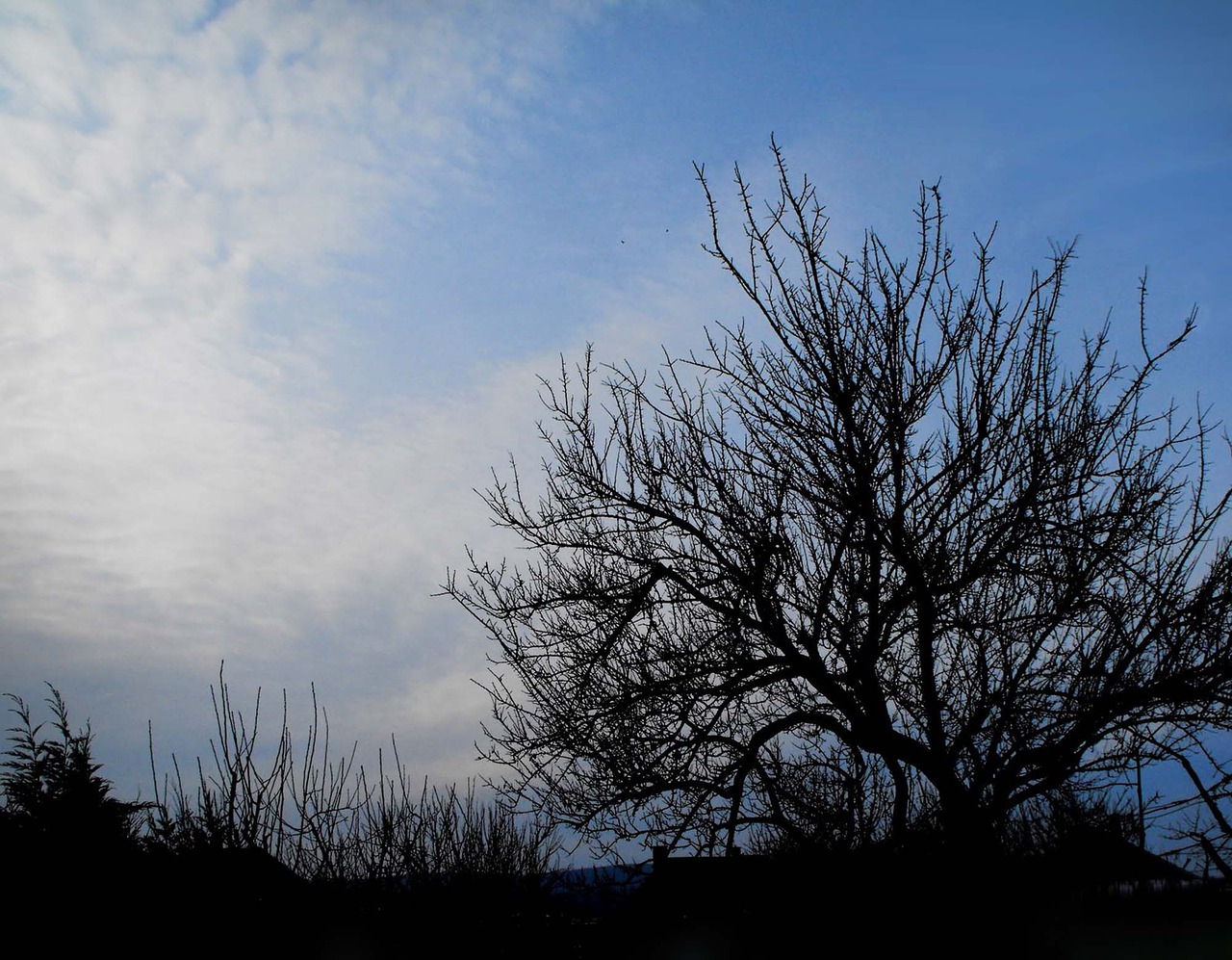 the sky sky tree free photo