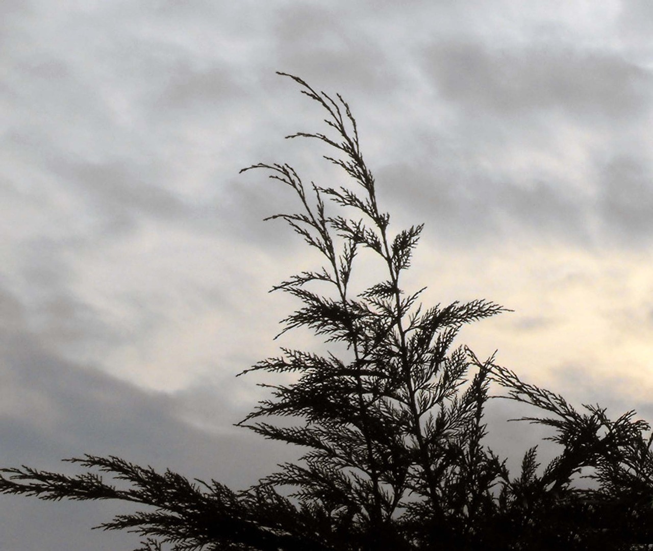 the sky sky clouds free photo