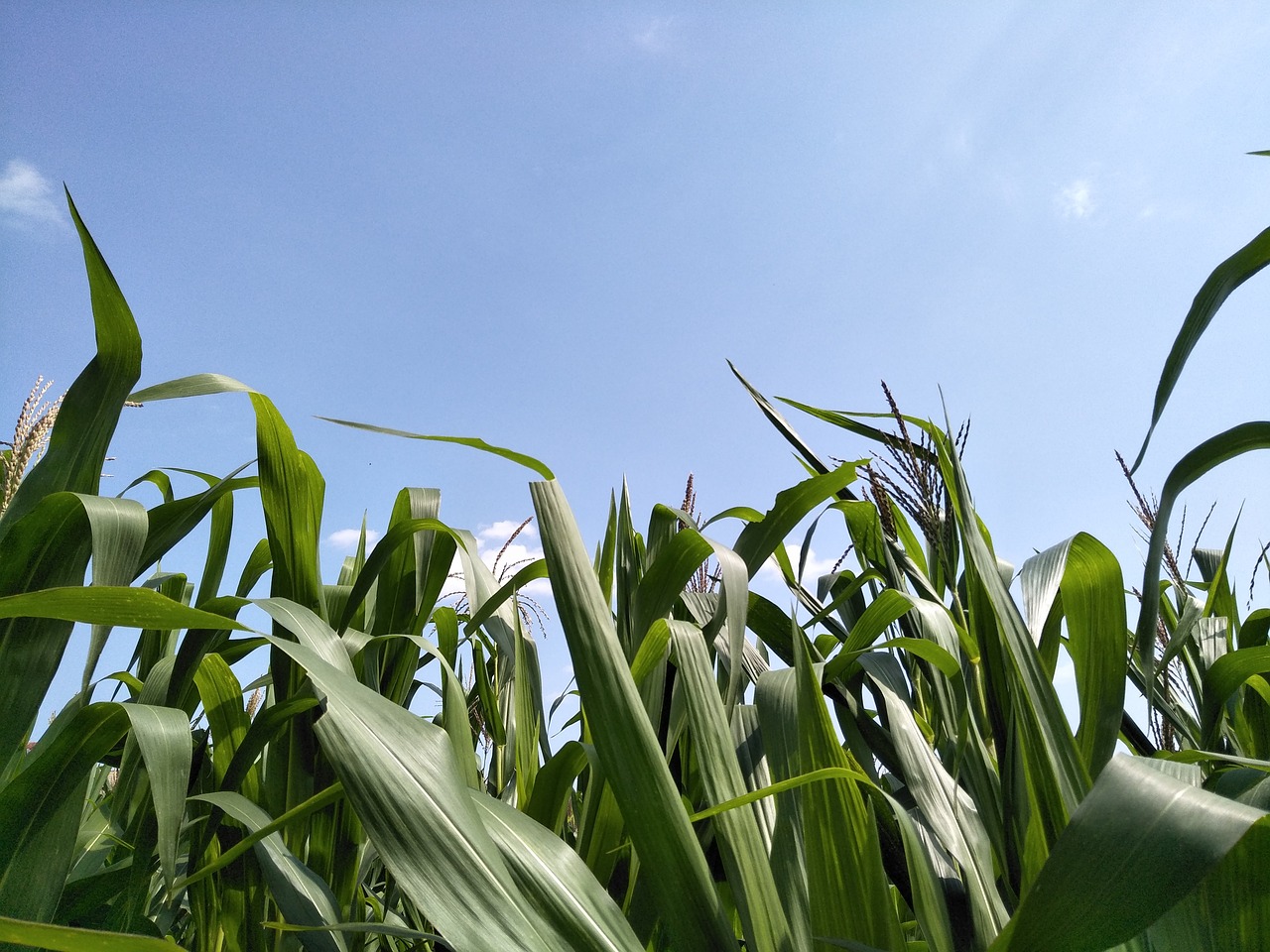 the sky grass corn free photo