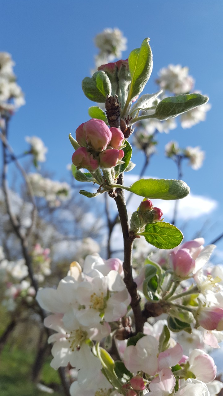 the sky  flowers  spring free photo