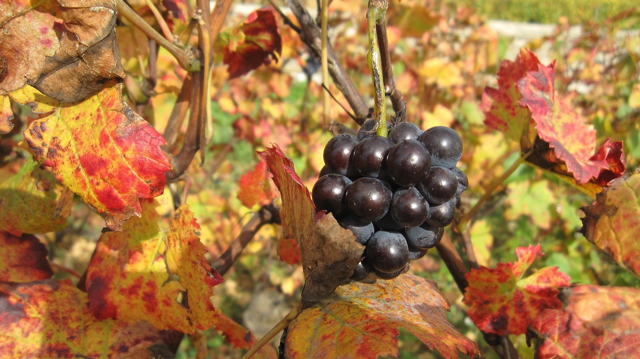 the slopes of corton in the fall vines grape free photo