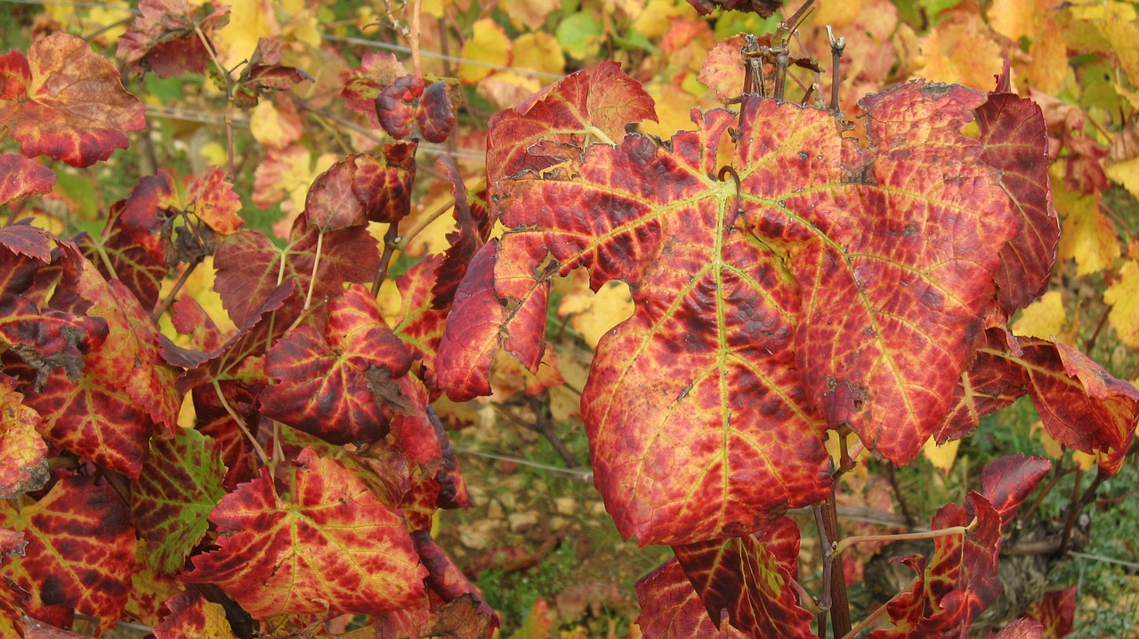 the slopes of corton in the fall vines vine leaves free photo