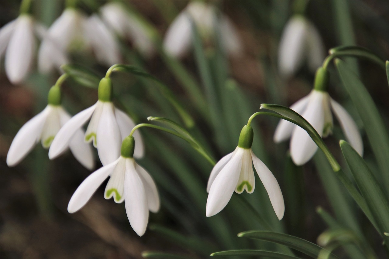 the smell of  the awakening  closeup free photo