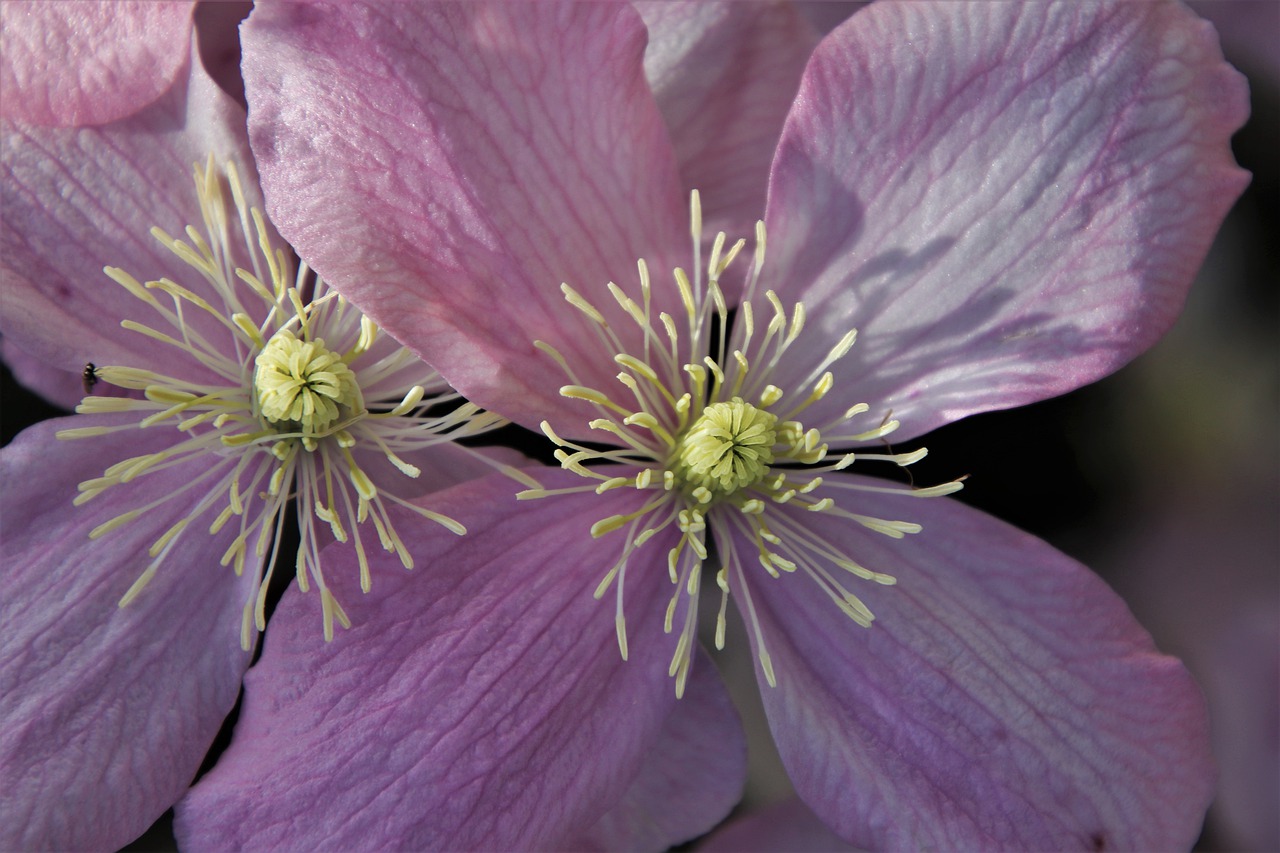 the smell of  clematis  pink free photo