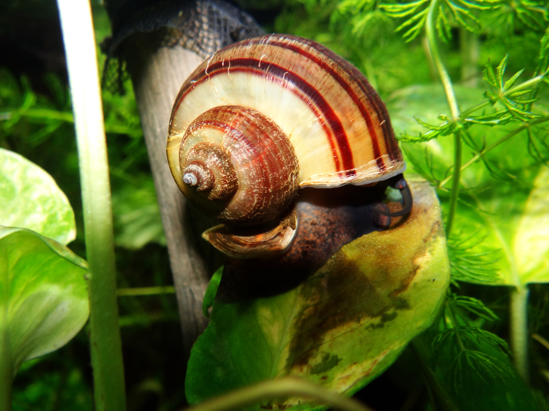 zoo snail macro free photo