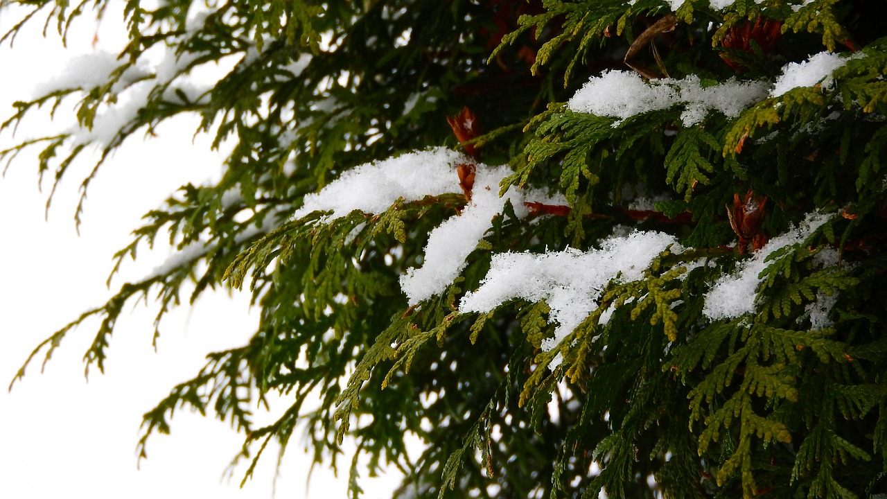 the snow on the branch snowy tree snowy free photo