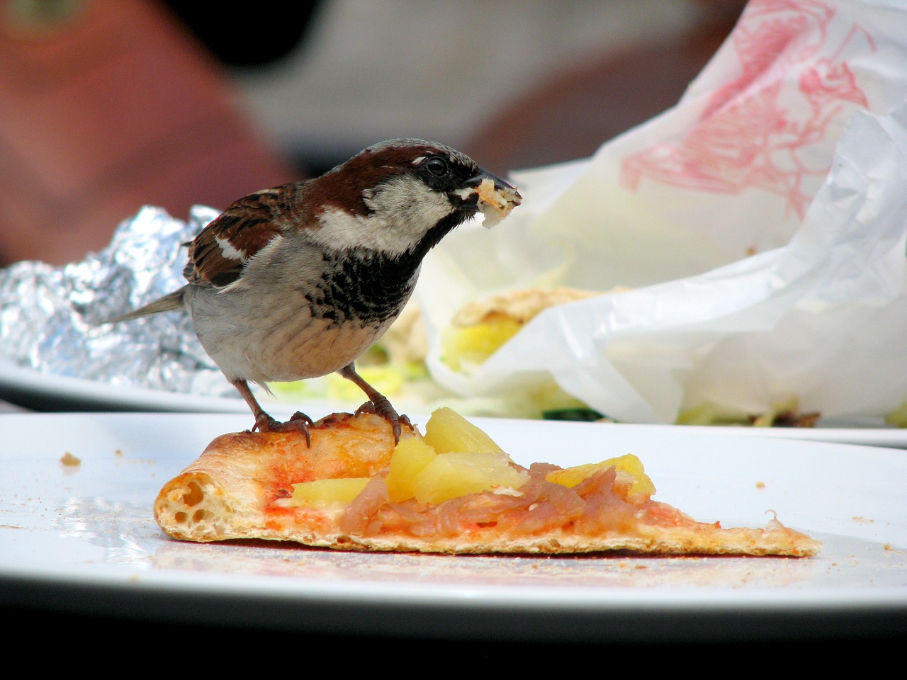 the sparrow bird pizza free photo