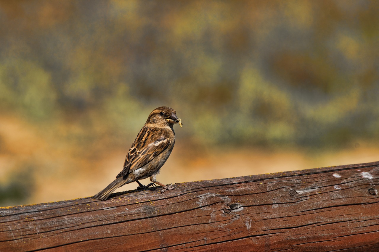 the sparrow bird nature free photo