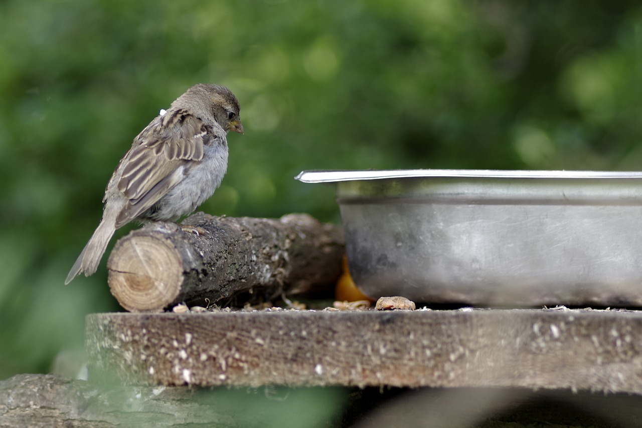 the sparrow bird gray free photo