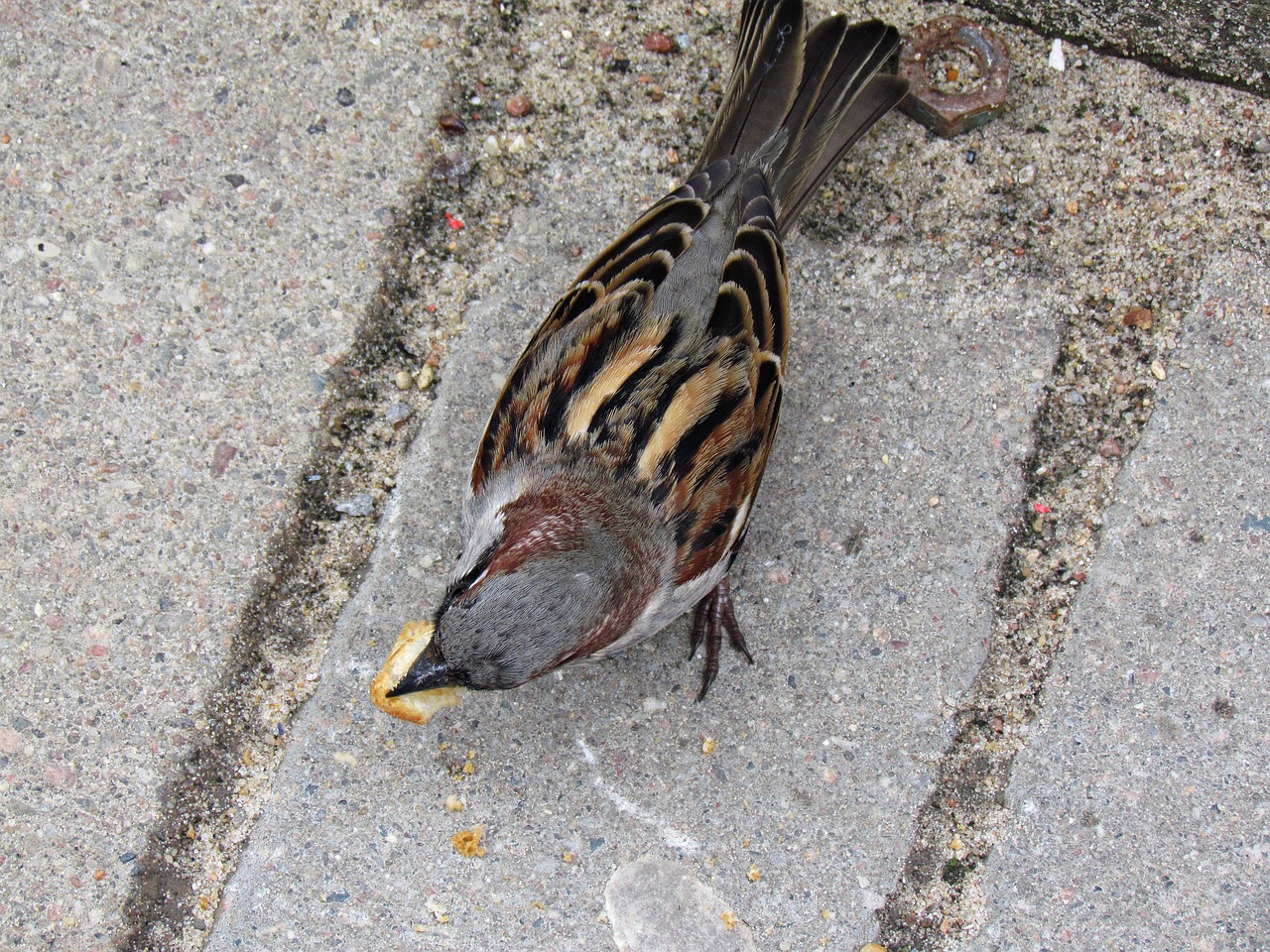 the sparrow bird wróbelek free photo