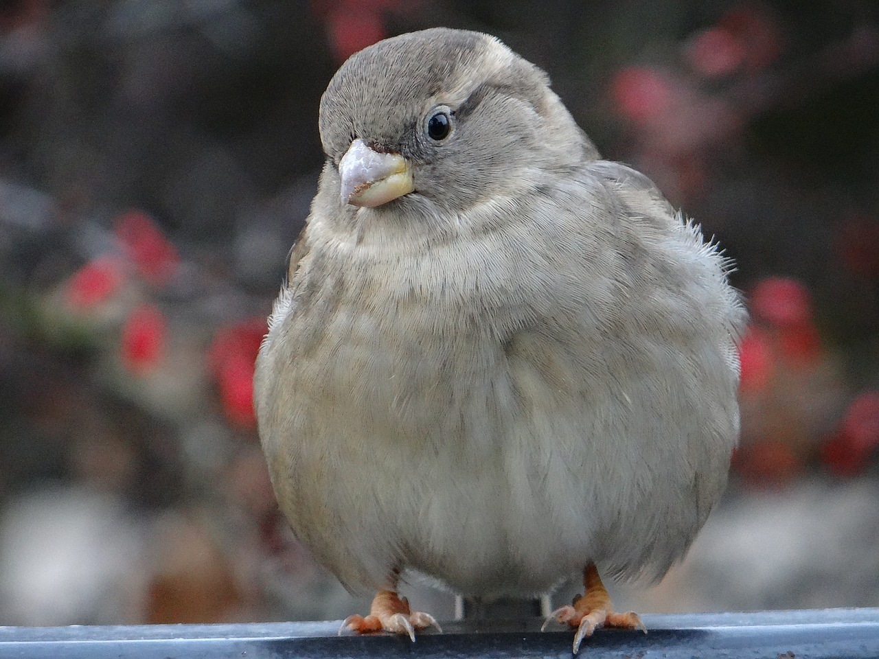 the sparrow bird gray free photo