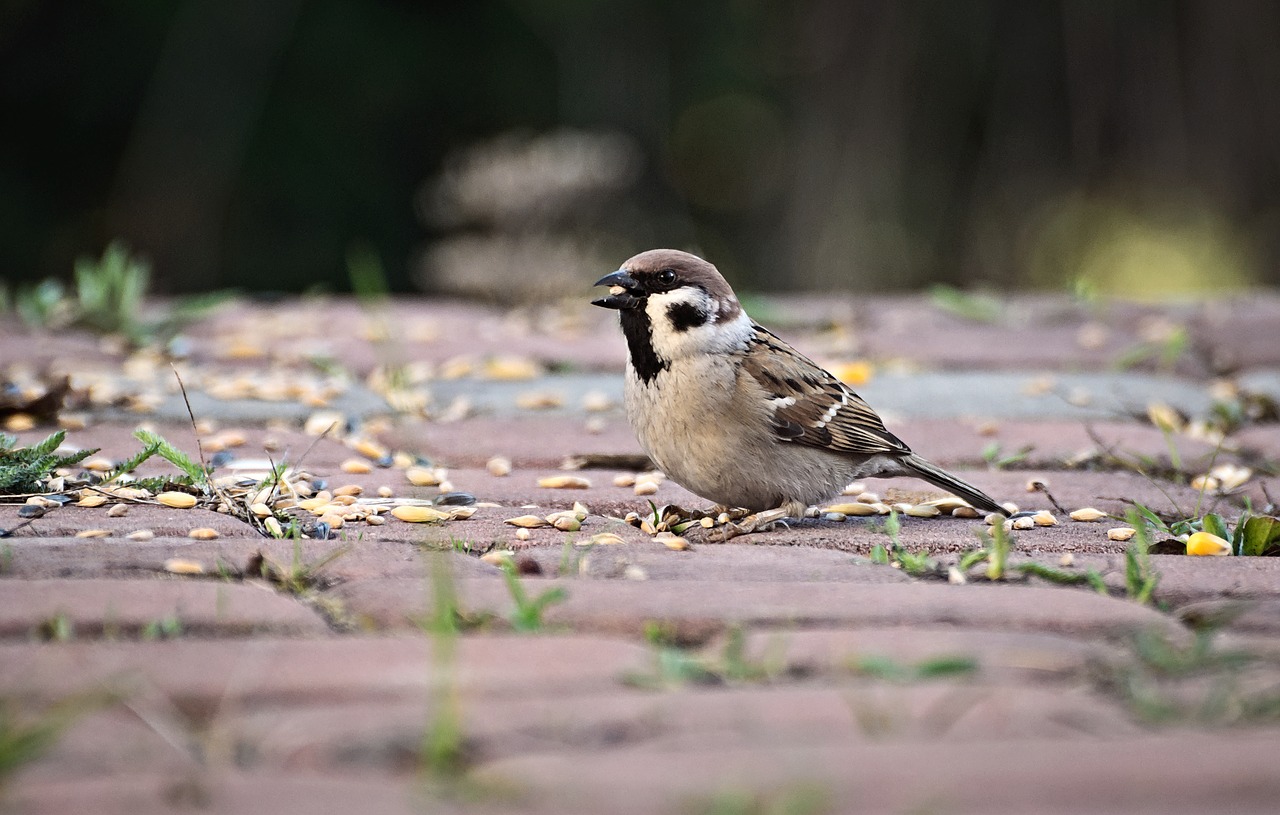 the sparrow  breakfast  meal free photo