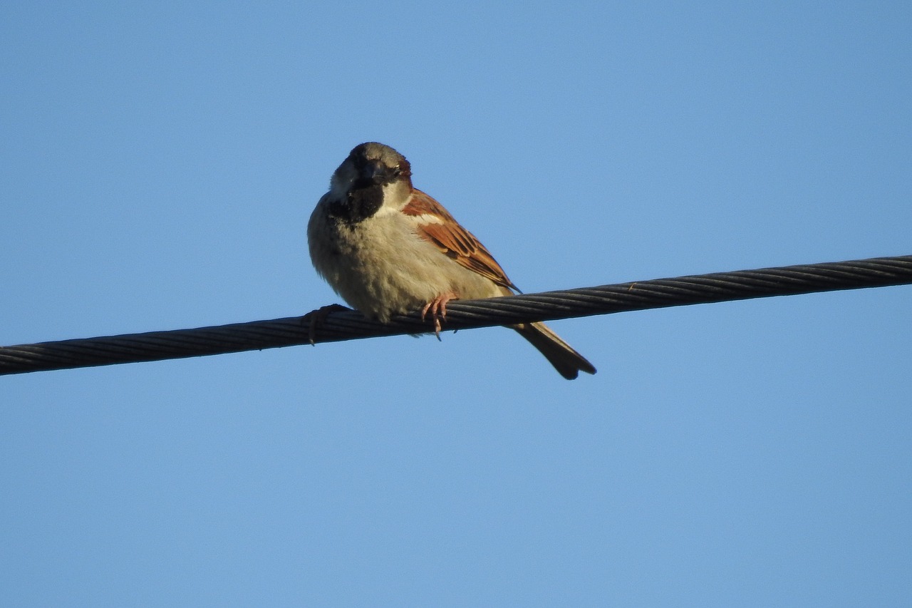 the sparrow  bird  little bird free photo