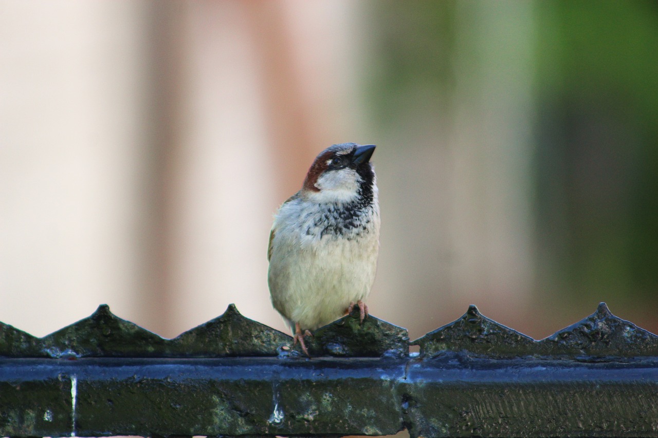 the sparrow  wróbelek  bird free photo