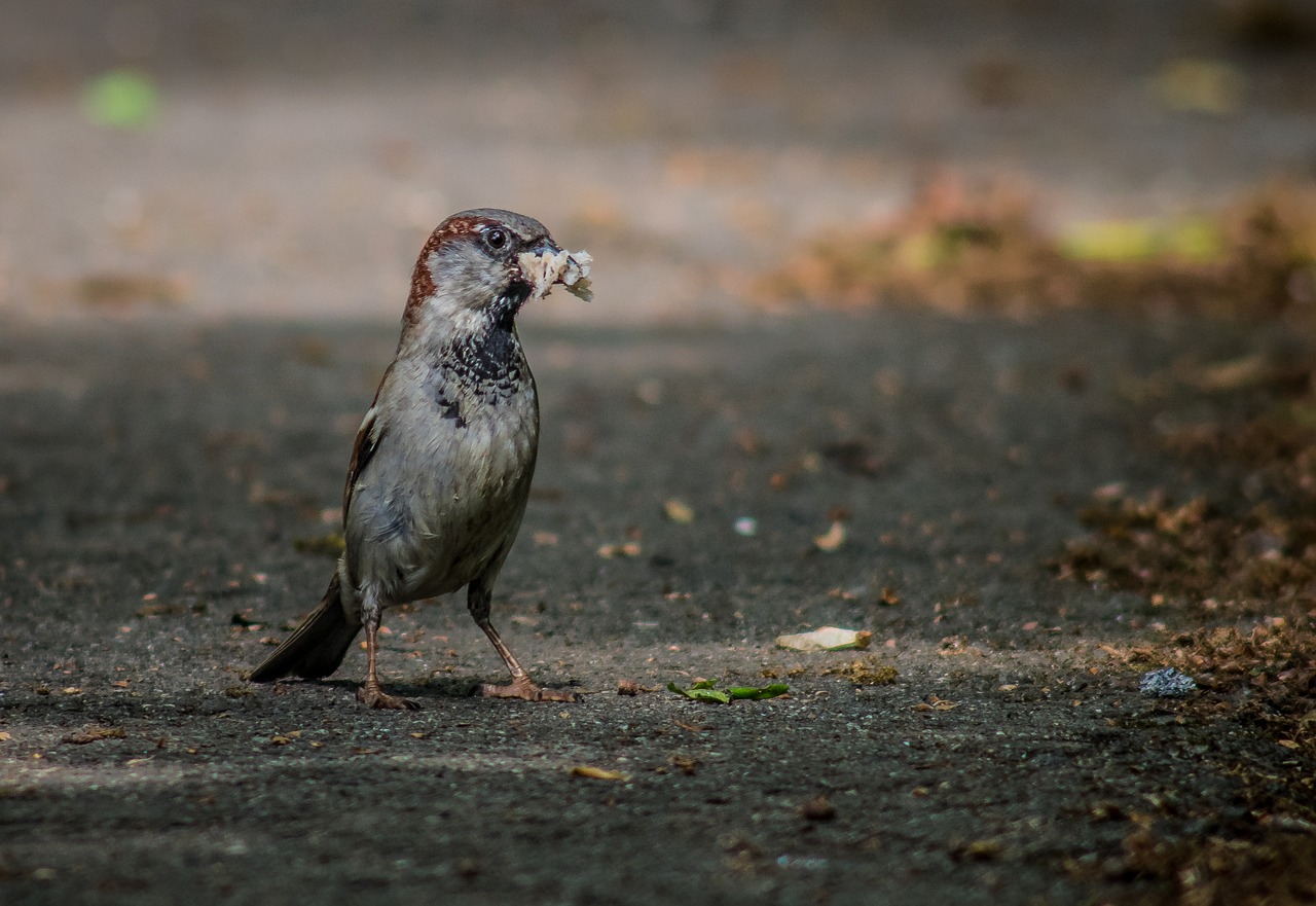 the sparrow  bird  the male sparrow free photo