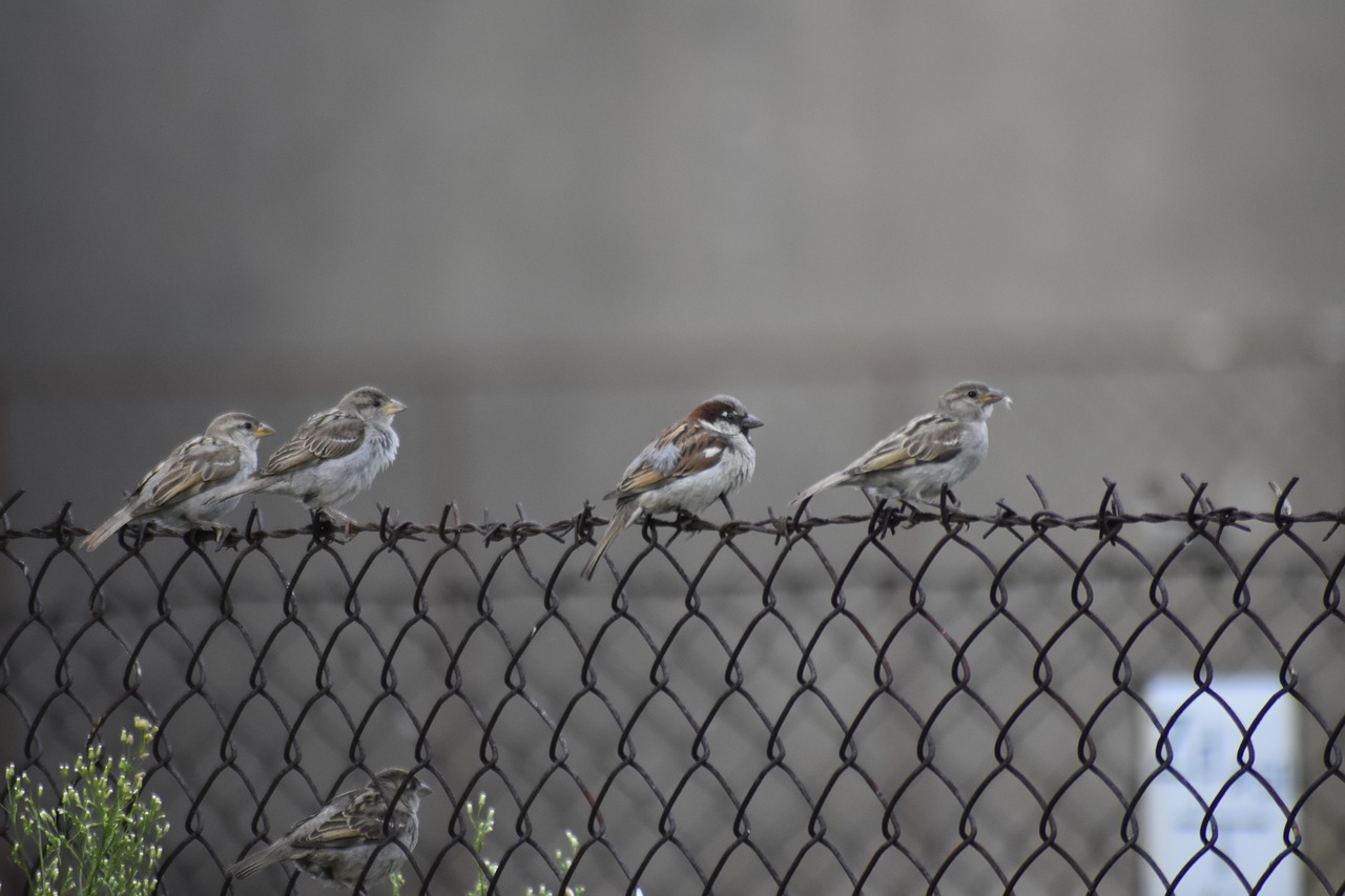 the sparrow  the fence  bird free photo