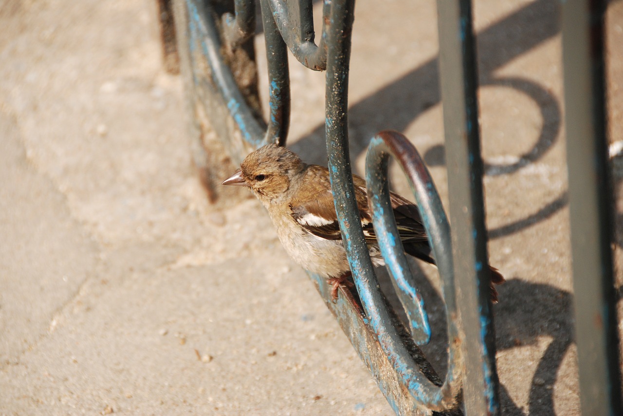 the sparrow bird nature free photo