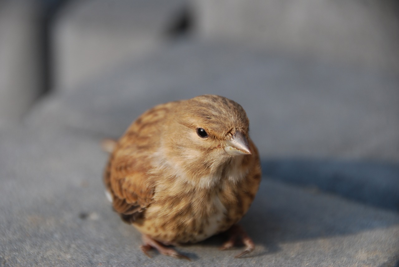 the sparrow bird nature free photo